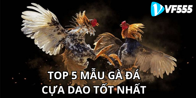 Top 5 Mẫu Gà Đá Cựa Dao Tốt Nhất