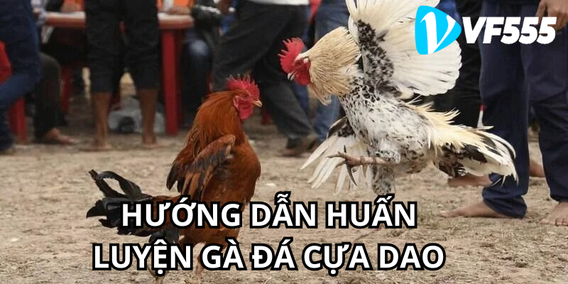 Hướng Dẫn Huấn Luyện Gà Đá Cựa Dao